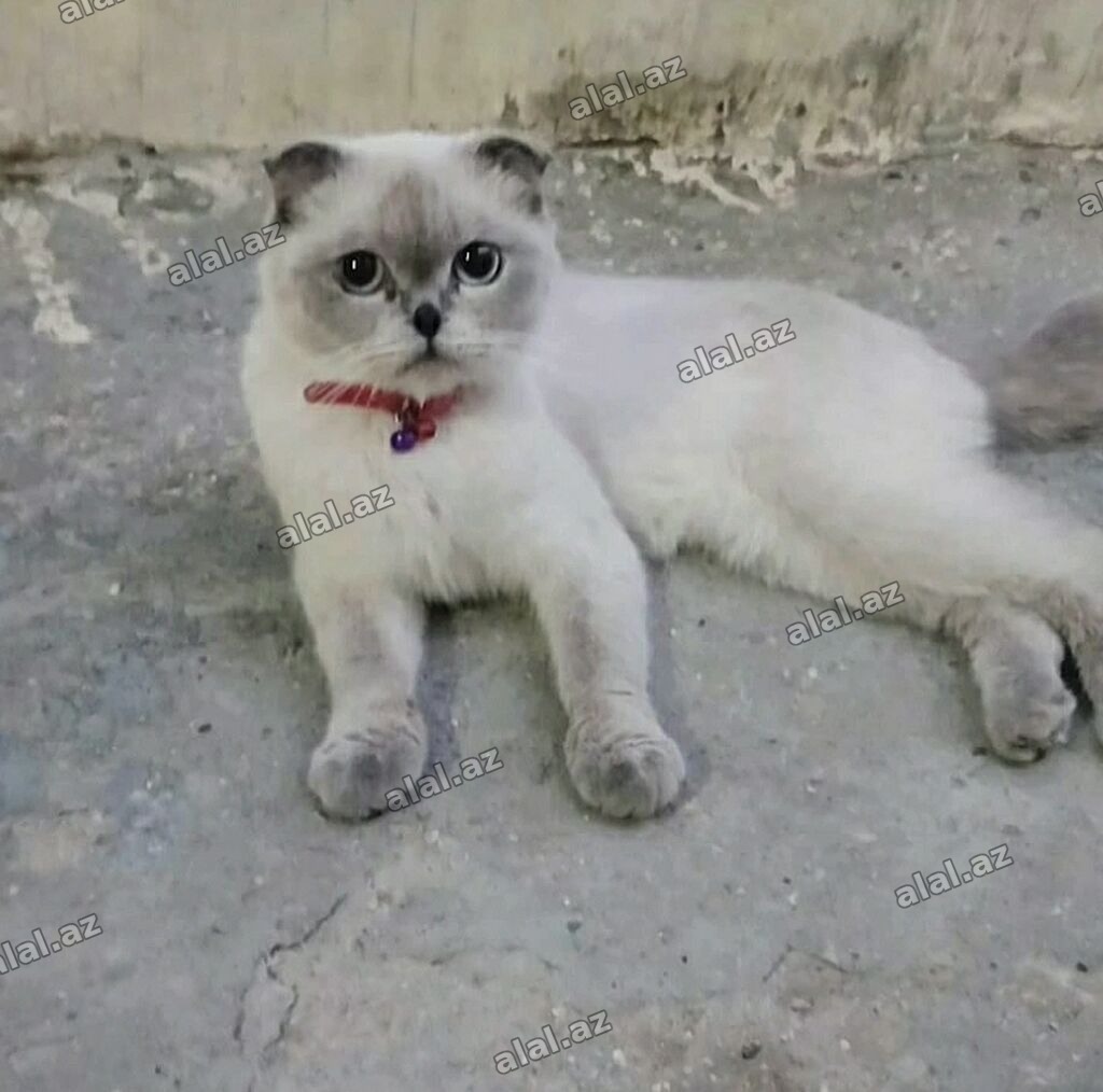 Şotland yastı qulaq, Dişi