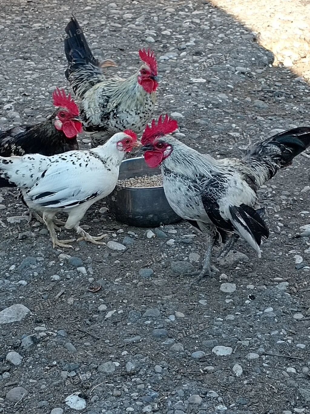 Şəkildəki yaponkalar satılır 3 xoruz bir fərə böyük /3 fərə 3 xoruz 2