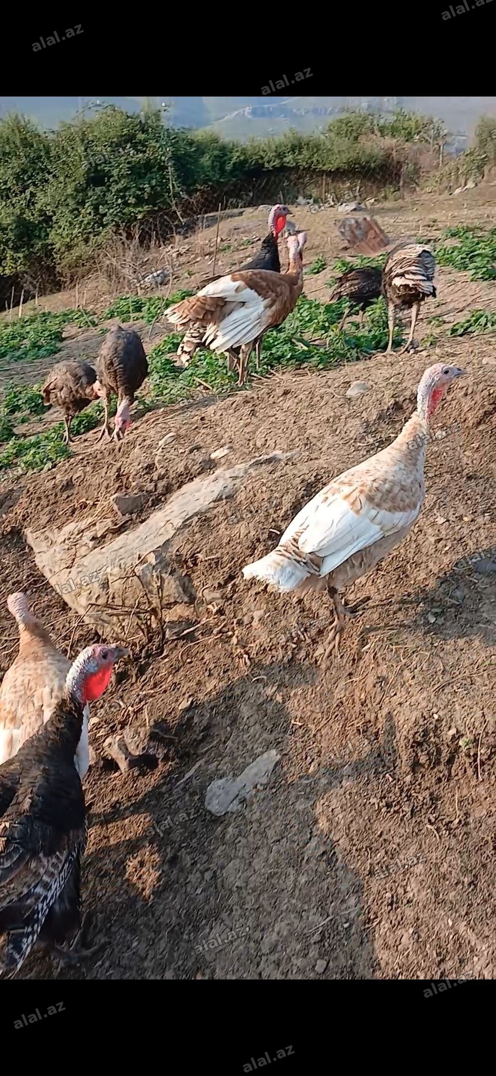 Salam 40 denedi yanvar ayinda cixiblar yumurtadan daşkesendedi 10