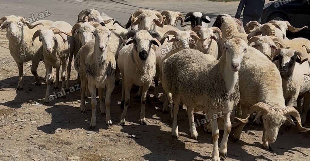 Allah kesdırdıyınız qurbanları qebul etsın . Qız qapısı ucun ag