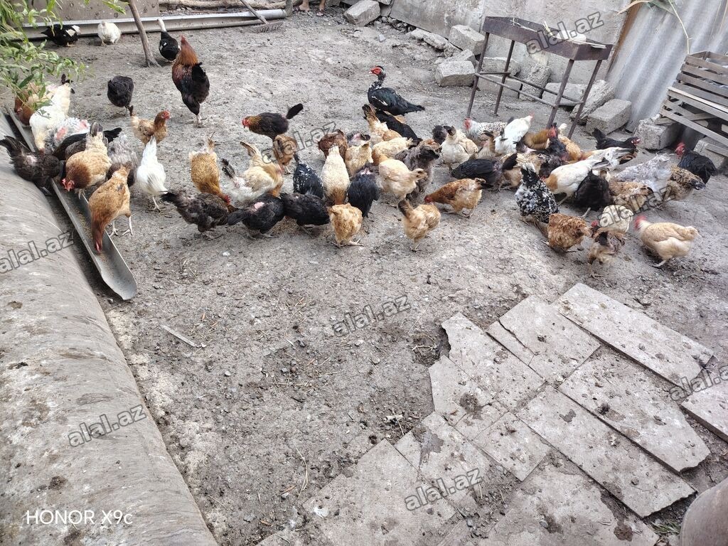 Hamisi saglam yumurtalayan toyuqlardi brama ve xoruz large satilmir