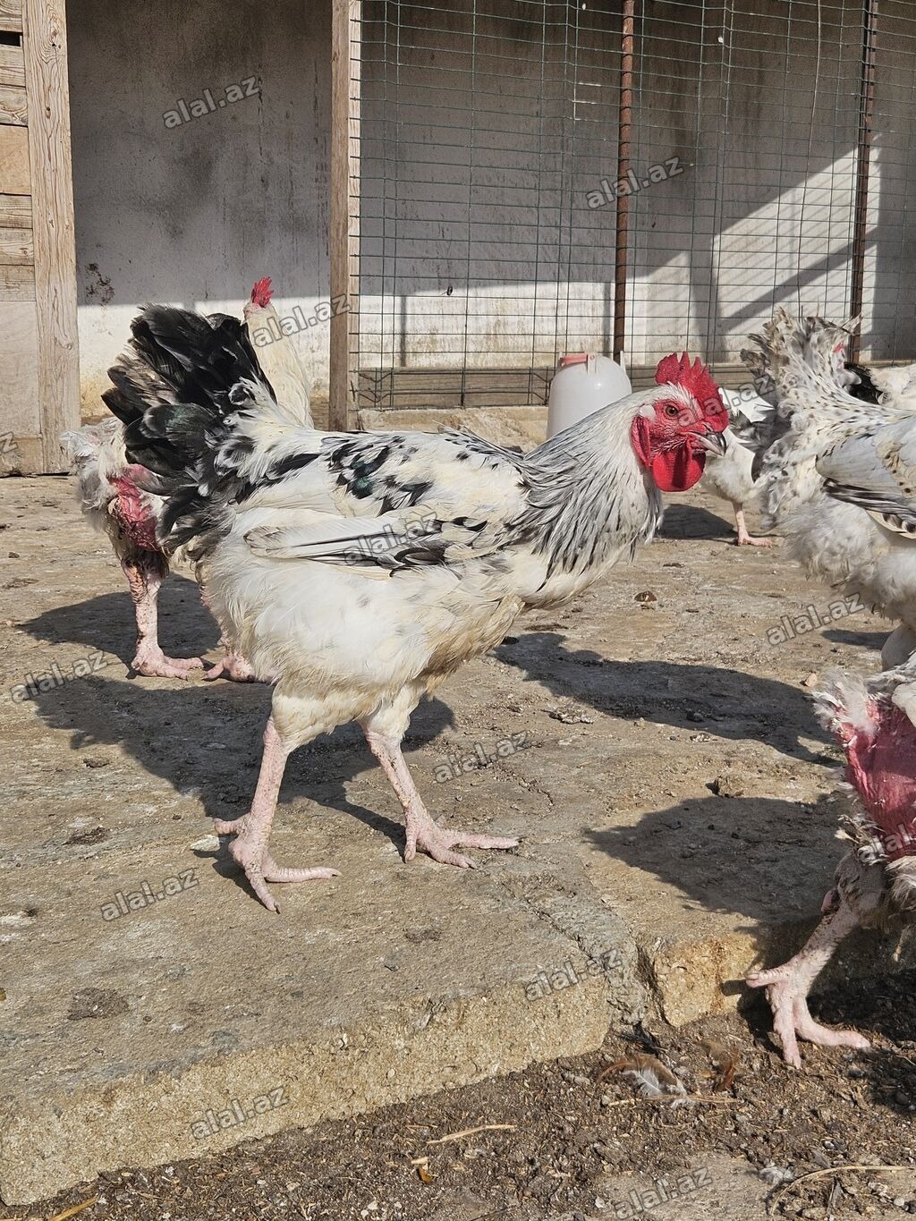 Slibris xoruzlar 30 a yaxın xoruzdu