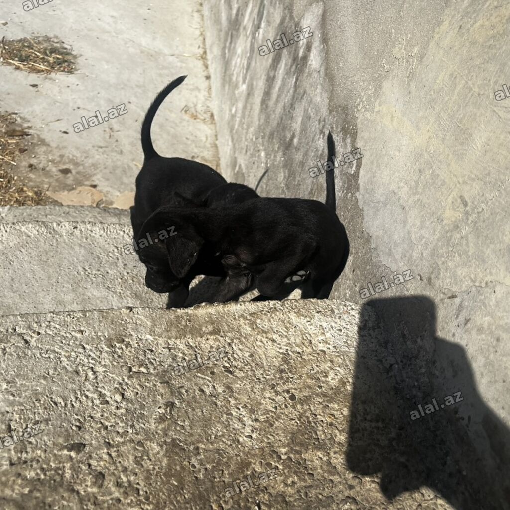 Doberman qarışığı 1 ay yarımlıq balalar yeni yeməyə düşüblər