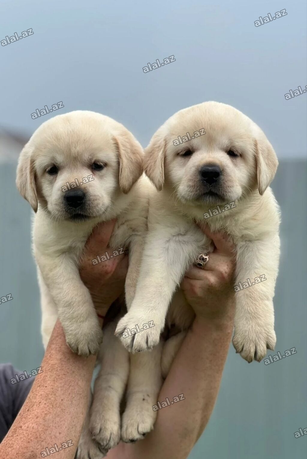 Labrador-retriver, Pulsuz çatdırılma, Ünvandan götürmə