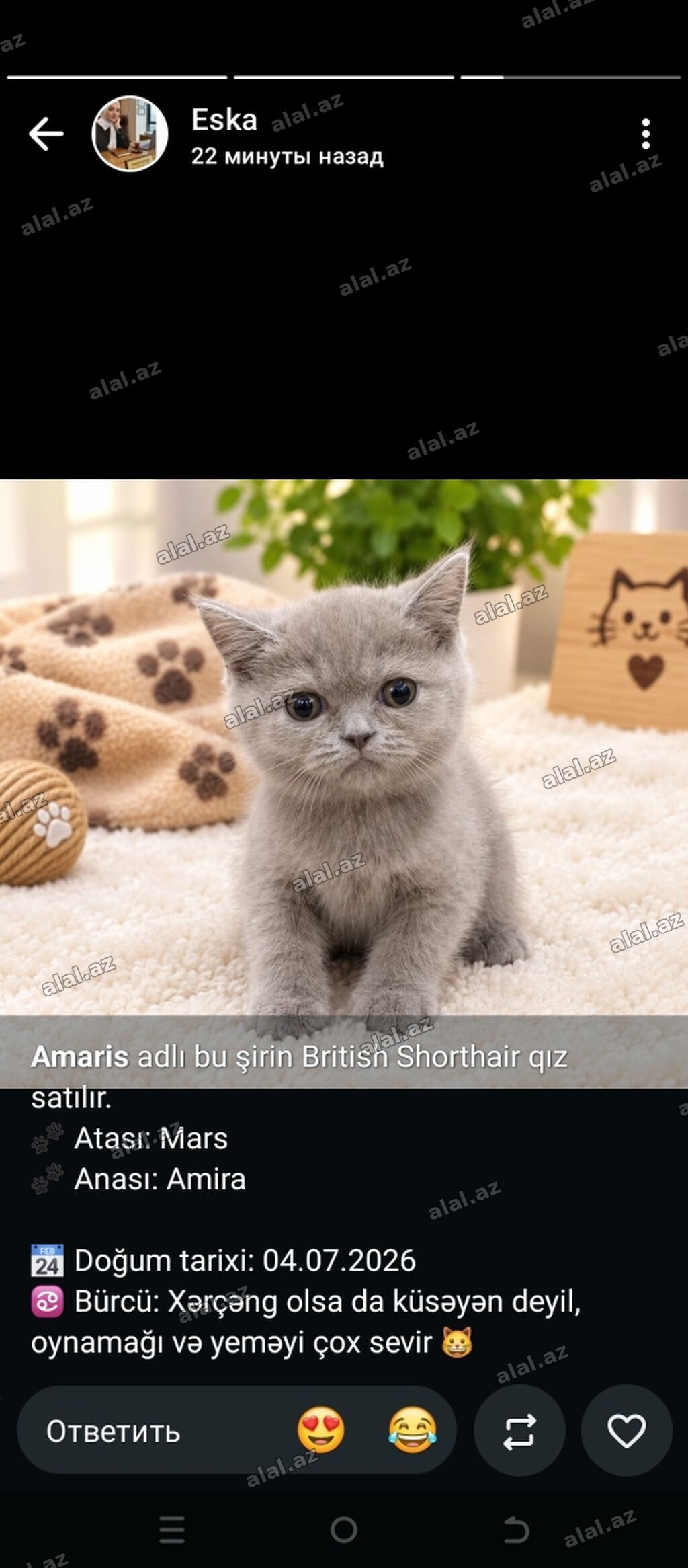 Britan, Dişi