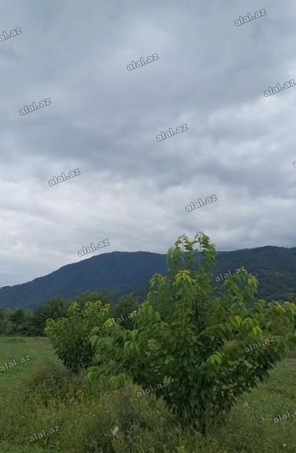 12 sot, Tikinti, Mülkiyyətçi, Kupça (Çıxarış)