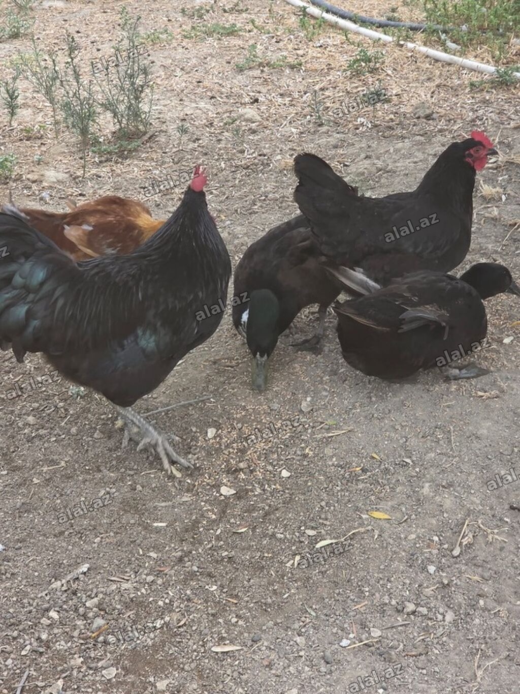 Toyuq, Damazlıq, Ünvandan götürmə
