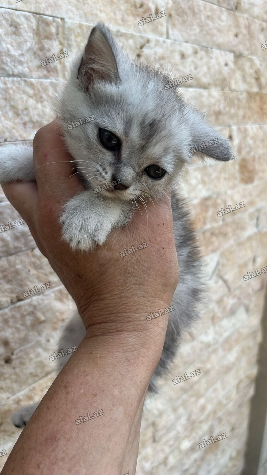 Şinşilla