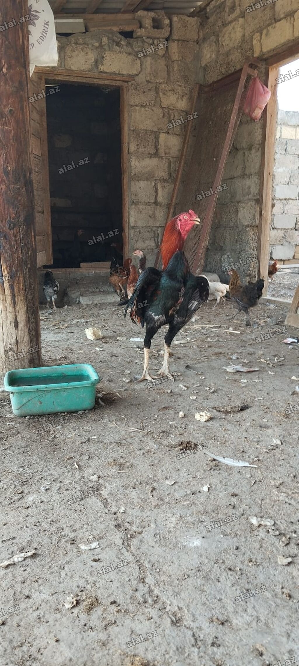 Heyrati bece satilir 12 ayina teze kecib hem doyuse hem damazliga