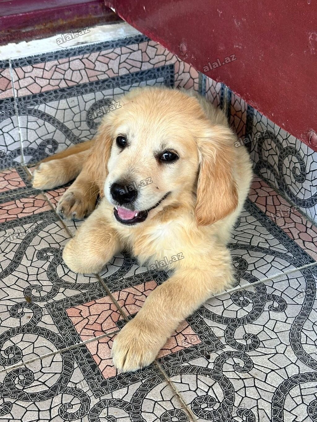 Labrador-retriver, 2 ay, Erkək, Peyvəndli, Pulsuz çatdırılma