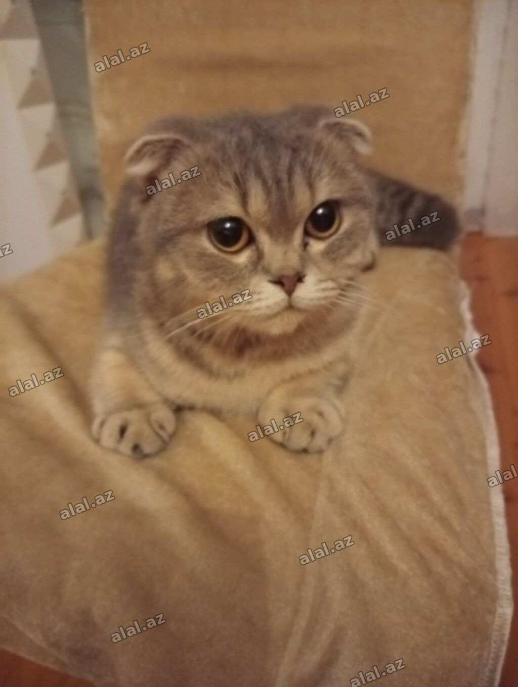 Şotland