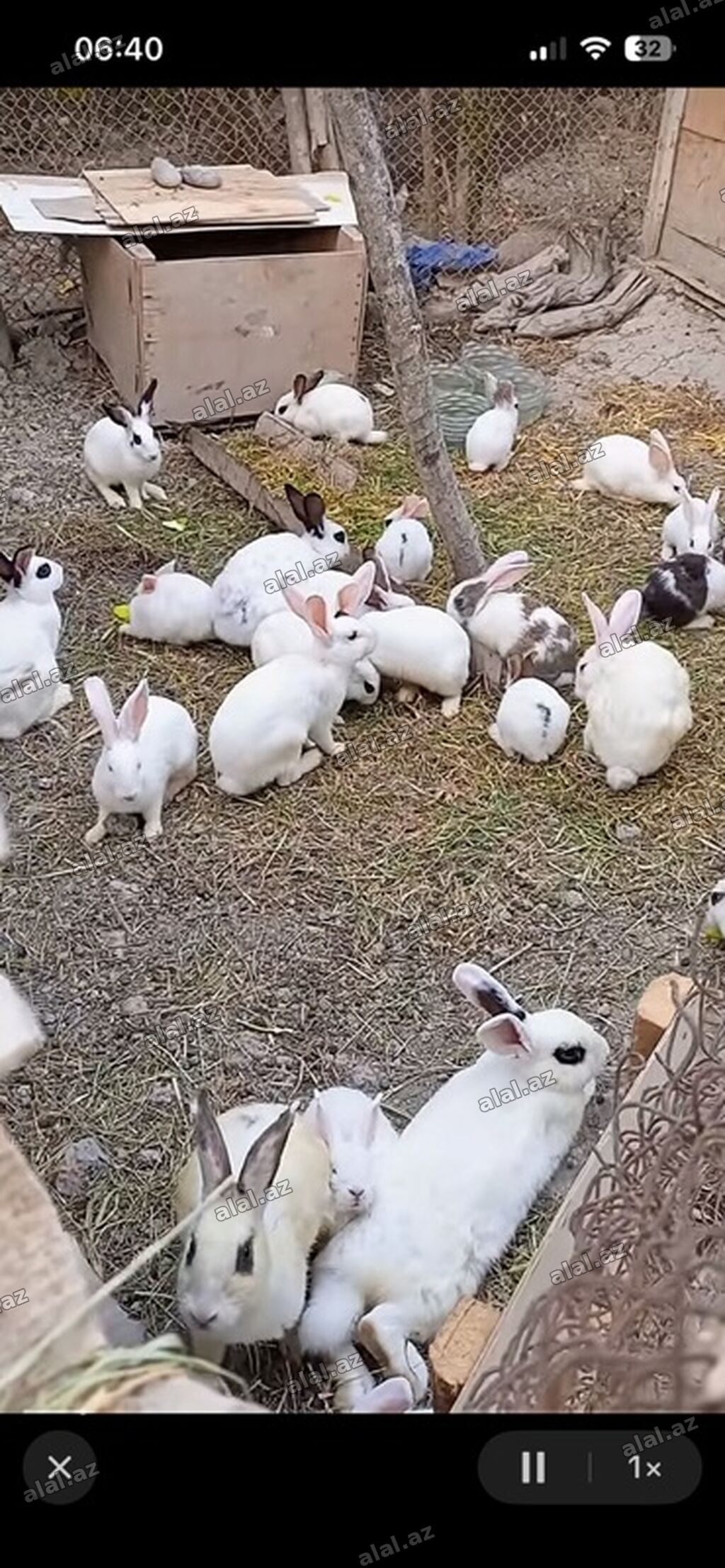 ( çoxlu sayda dovşan var) qiymət razılaşma yolu ilə). Ev