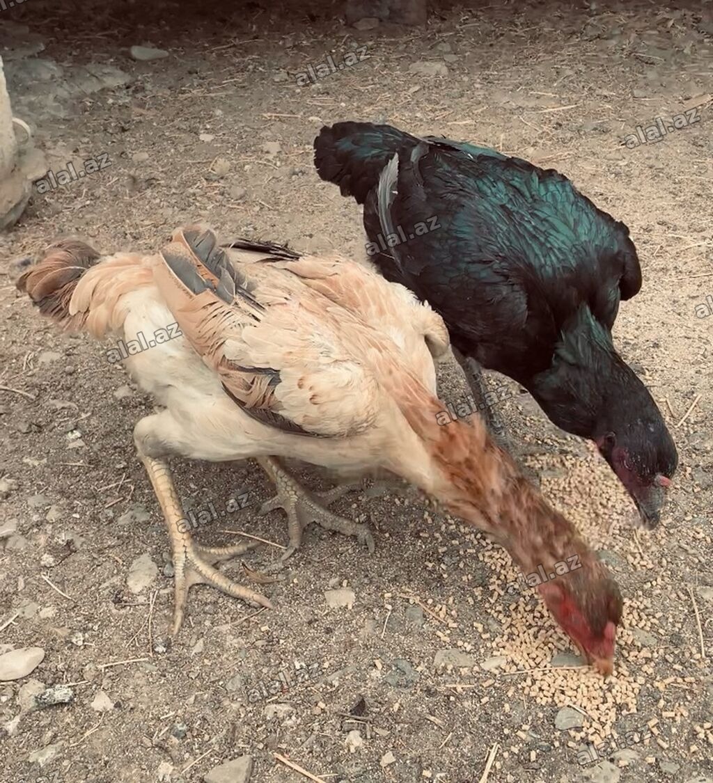 Toyuq, Damazlıq