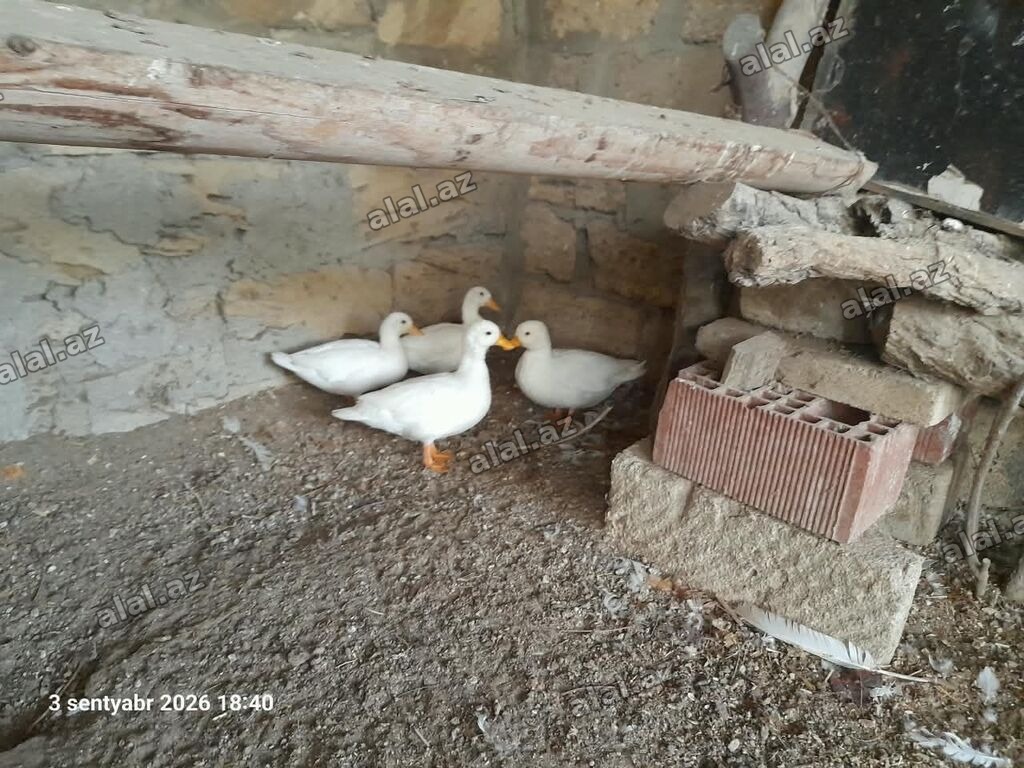 Coldak ördək satilir 4 ədəddi ikisi balasidi 4 dü bir yerdə 140m di