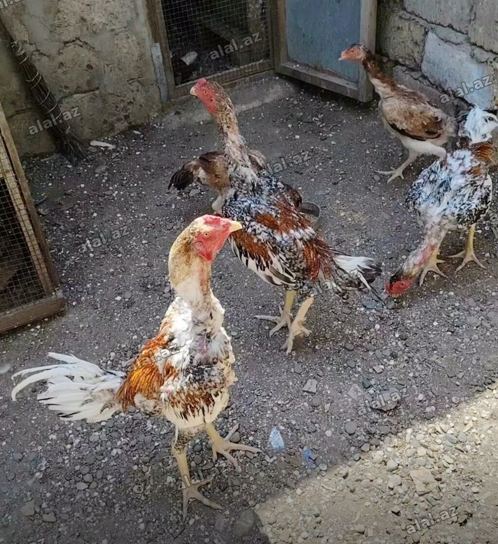 Salam heyvanlar goz qabagindadi saglamliglarina cavabdehem, biri