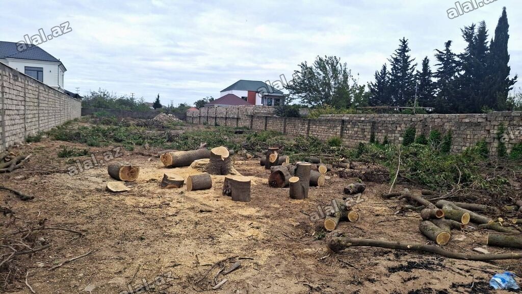 19 sot, Makler, Kupça (Çıxarış)