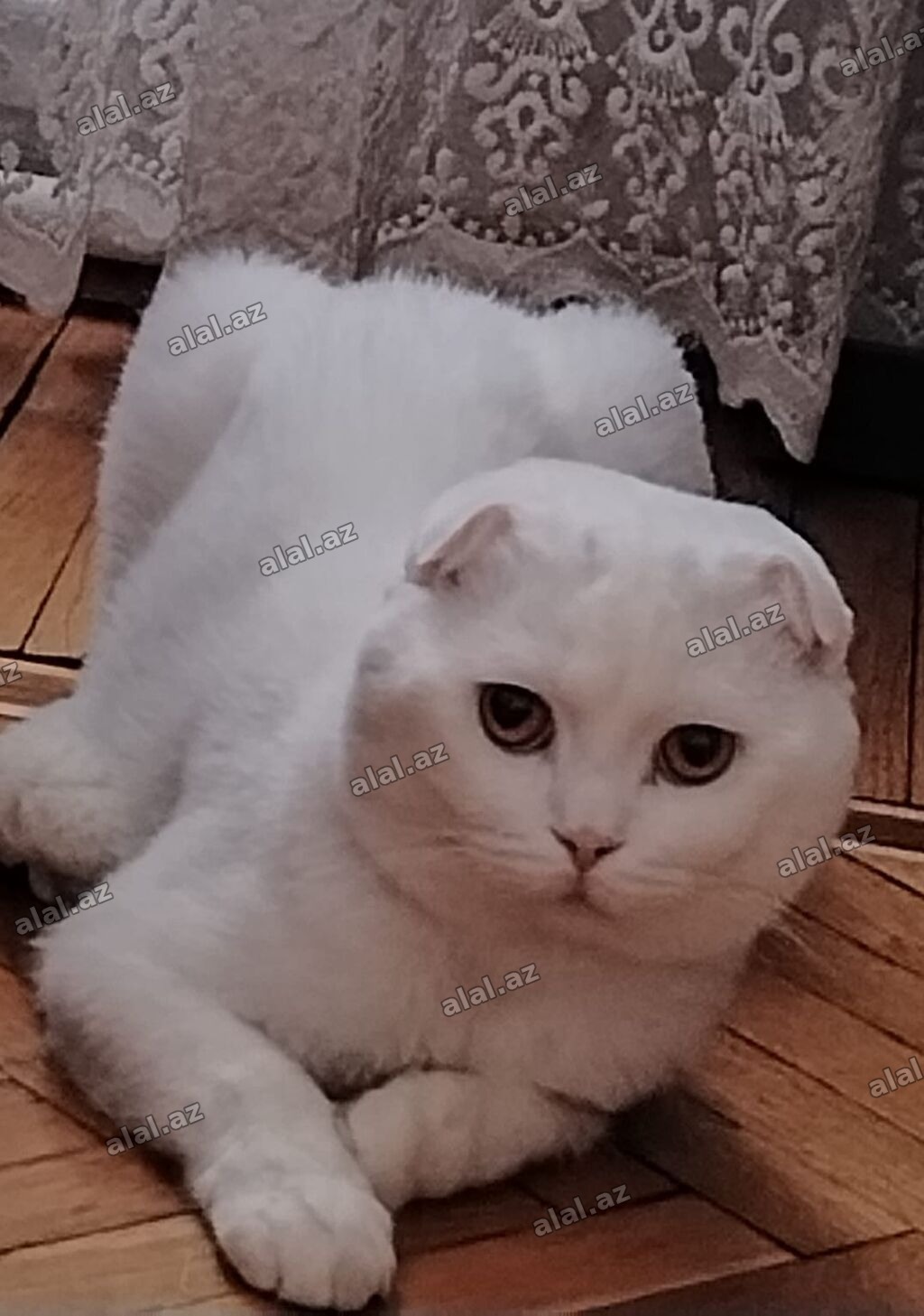 Şotland yastı qulaq