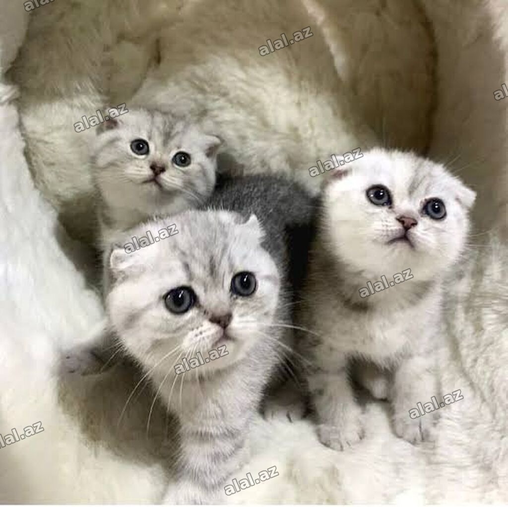 Şotland, Erkək, Dişi, Yaxşı əllərə, Ünvandan götürmə, Pulsuz çatdırılma, Ödənişl