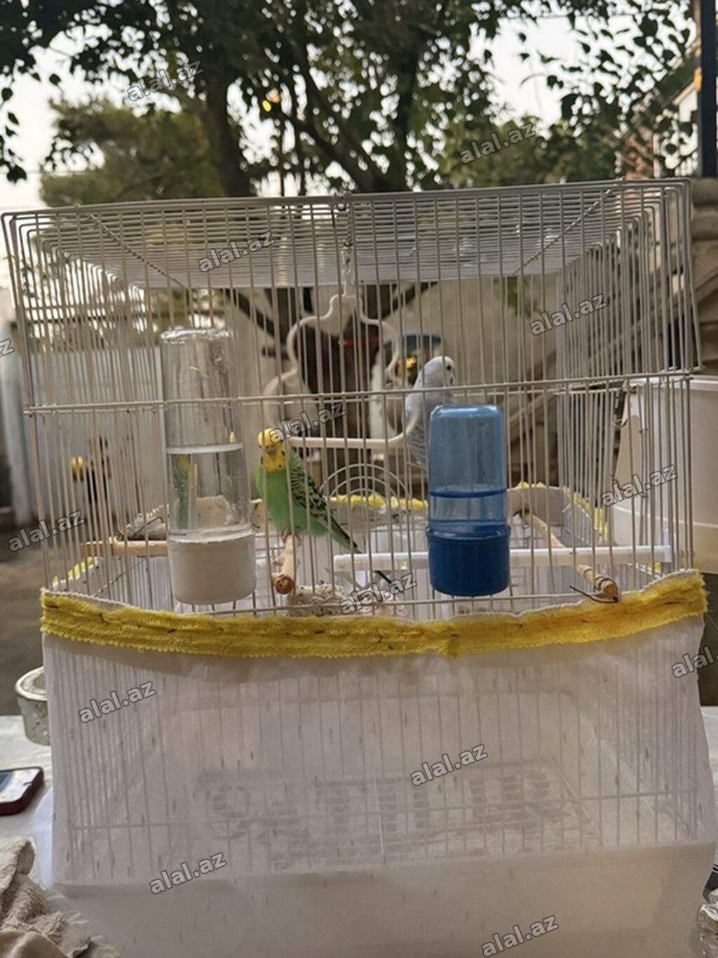 Məhsul: Dalmatian gözəllikdə iki dalğalı tutuquşu (budgerigar) və tam