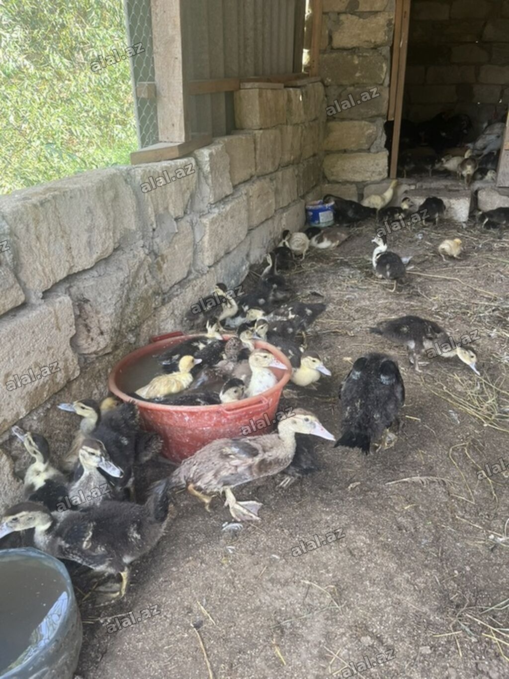 Lal ördək balaları satılır 40 gündən yuxarıdı.Sayı 30-a yaxındı.Qiymət