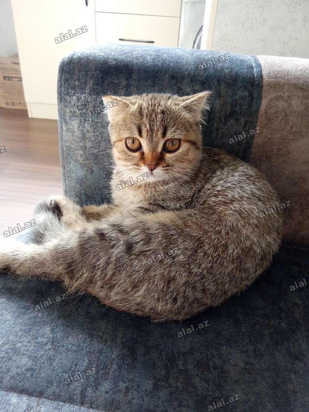 Tabbi, Dişi