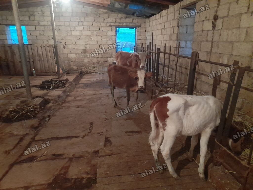 900 Manatdan 2000 manata kimi Cins buzov dana Düye