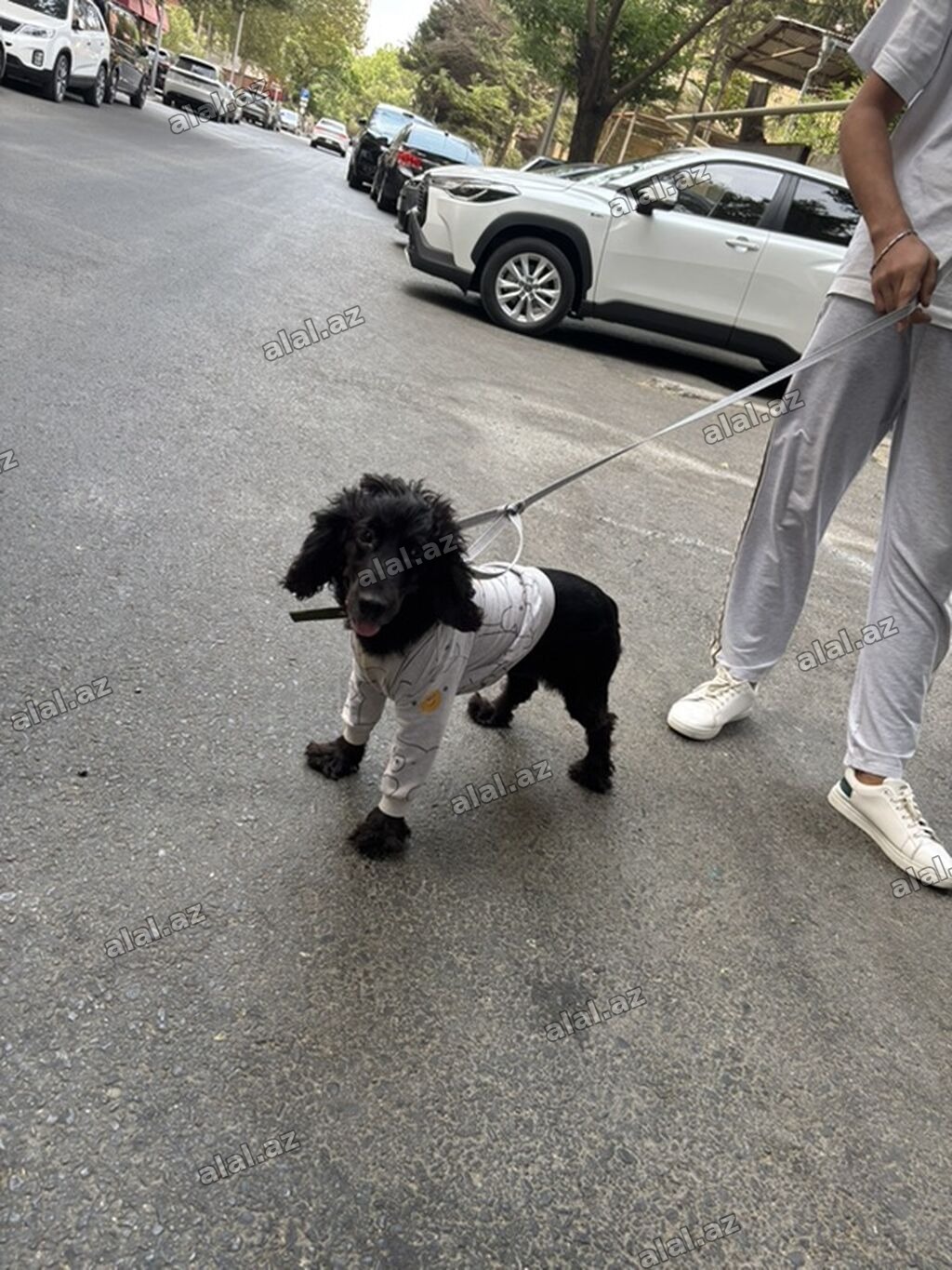 Koker spaniyel, 1 il, Erkək, Peyvəndli, Pulsuz çatdırılma, Ödənişli çatdırılma, 
