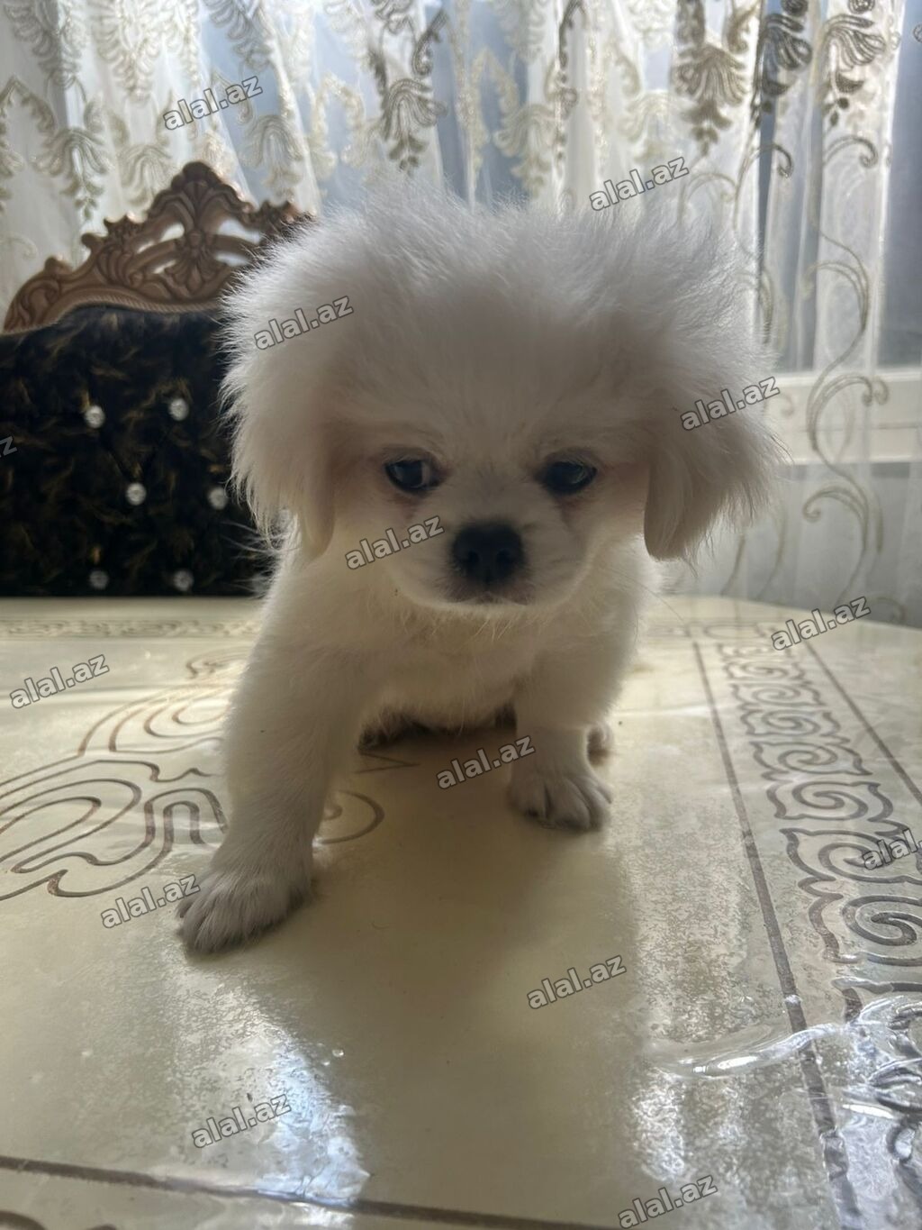 Pekines, 3 ay, Dişi, Peyvəndli