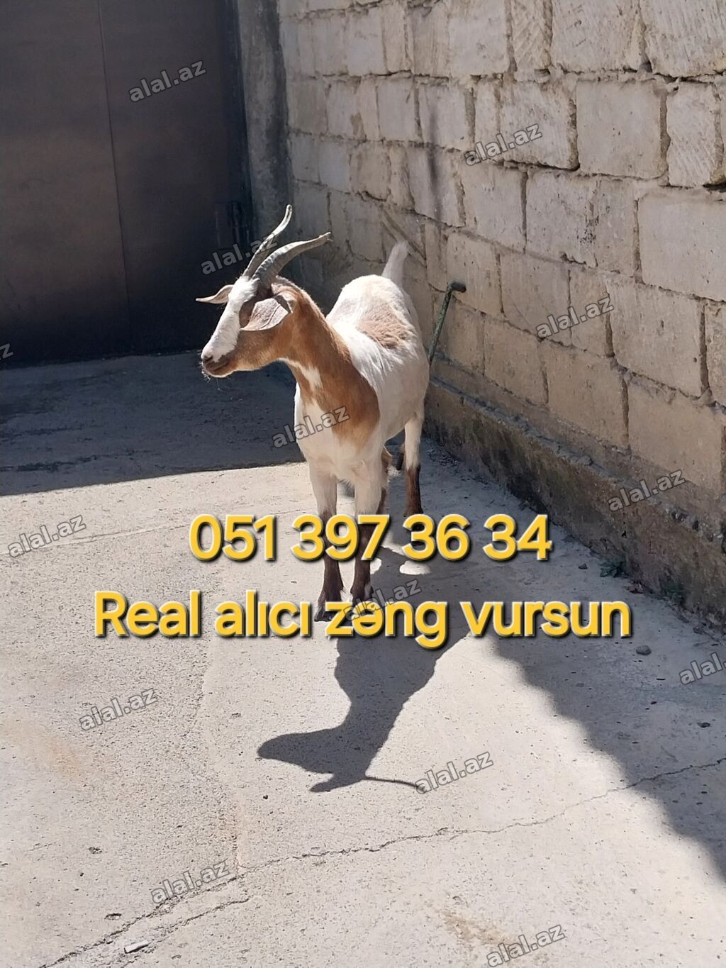 Dişi, il: 1, Damazlıq