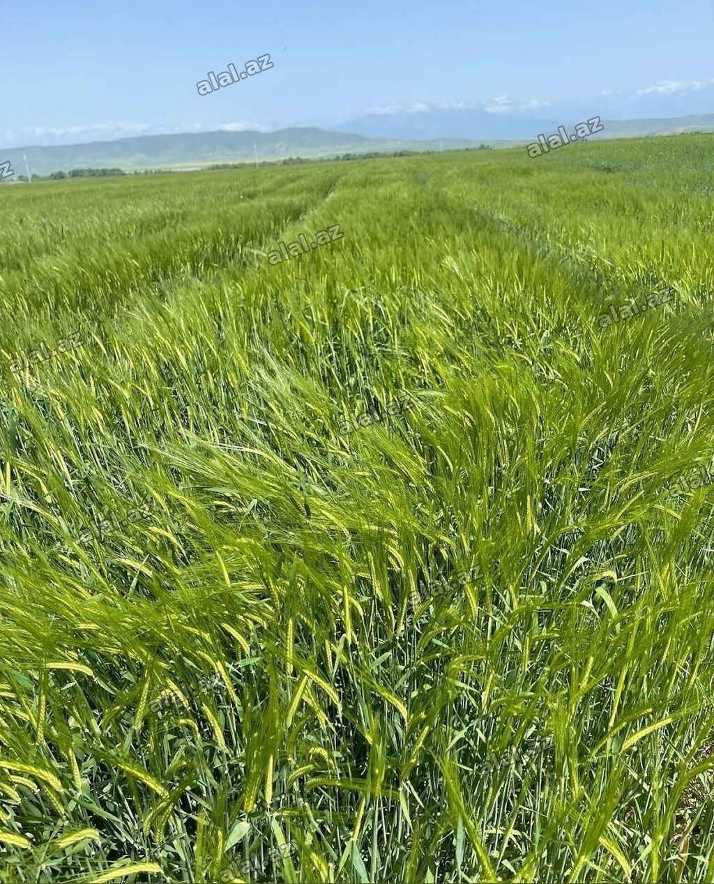 5750 sot, Kənd təsərrüfatı, Kupça (Çıxarış)
