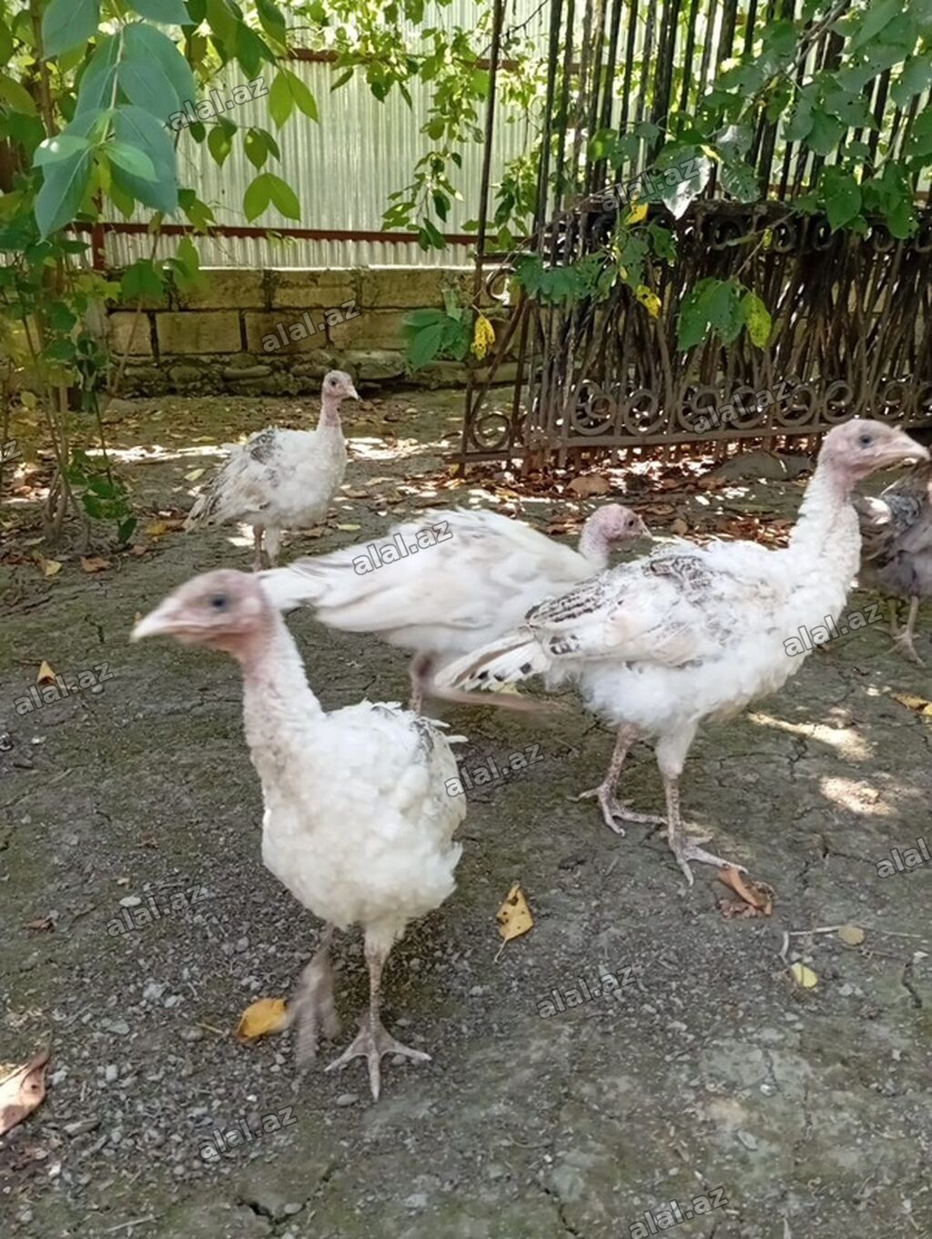 İnduşka Satılır! Yaşı: 3 aylıq Qiymati: 24 AZN Ünvan: Quba rayonu