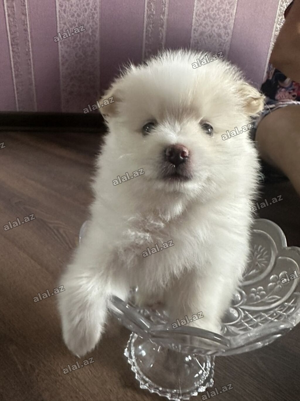 Şpitz, 1 ay, Erkək