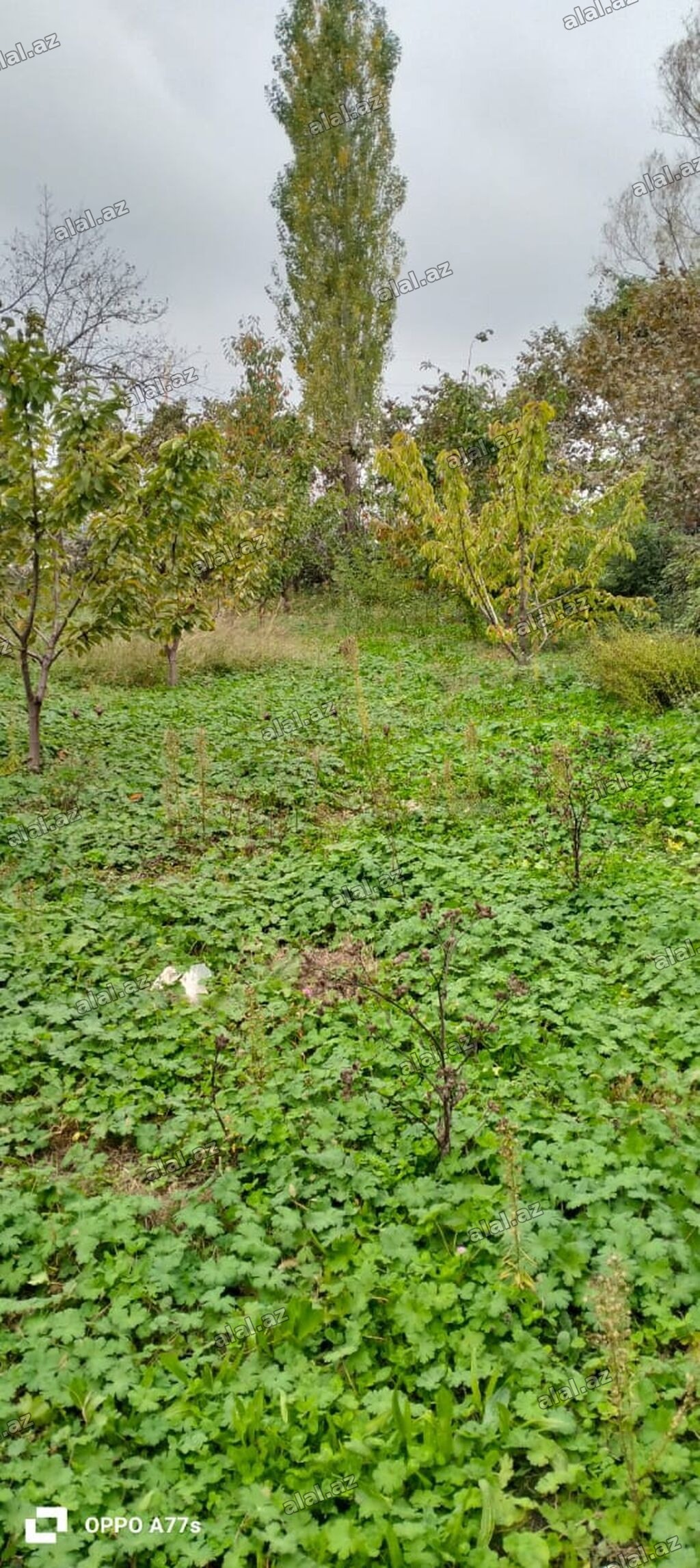 19 sot, Kənd təsərrüfatı, Mülkiyyətçi, Kupça (Çıxarış)