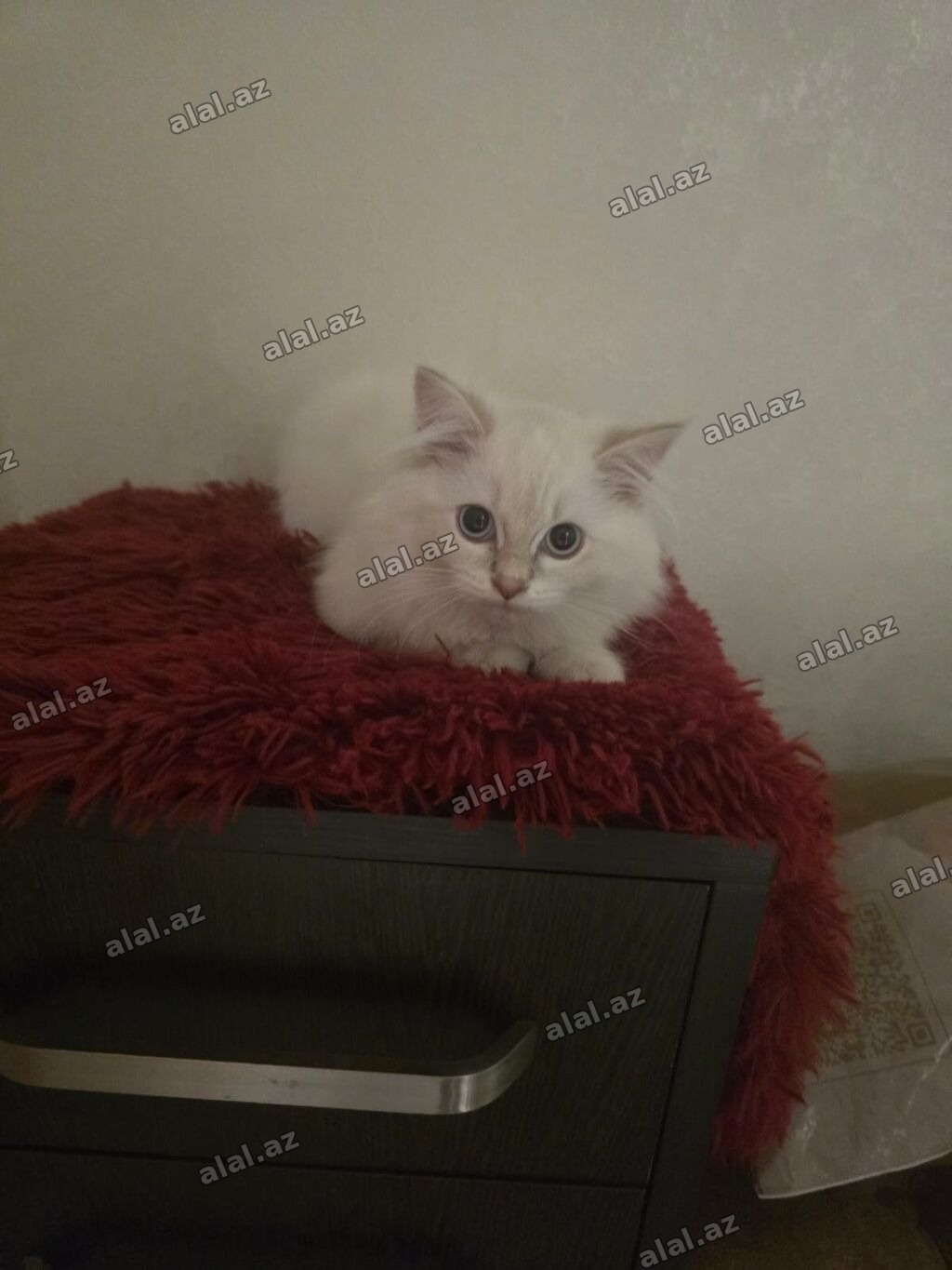 Şinşilla, Dişi, Yaxşı əllərə, Ünvandan götürmə