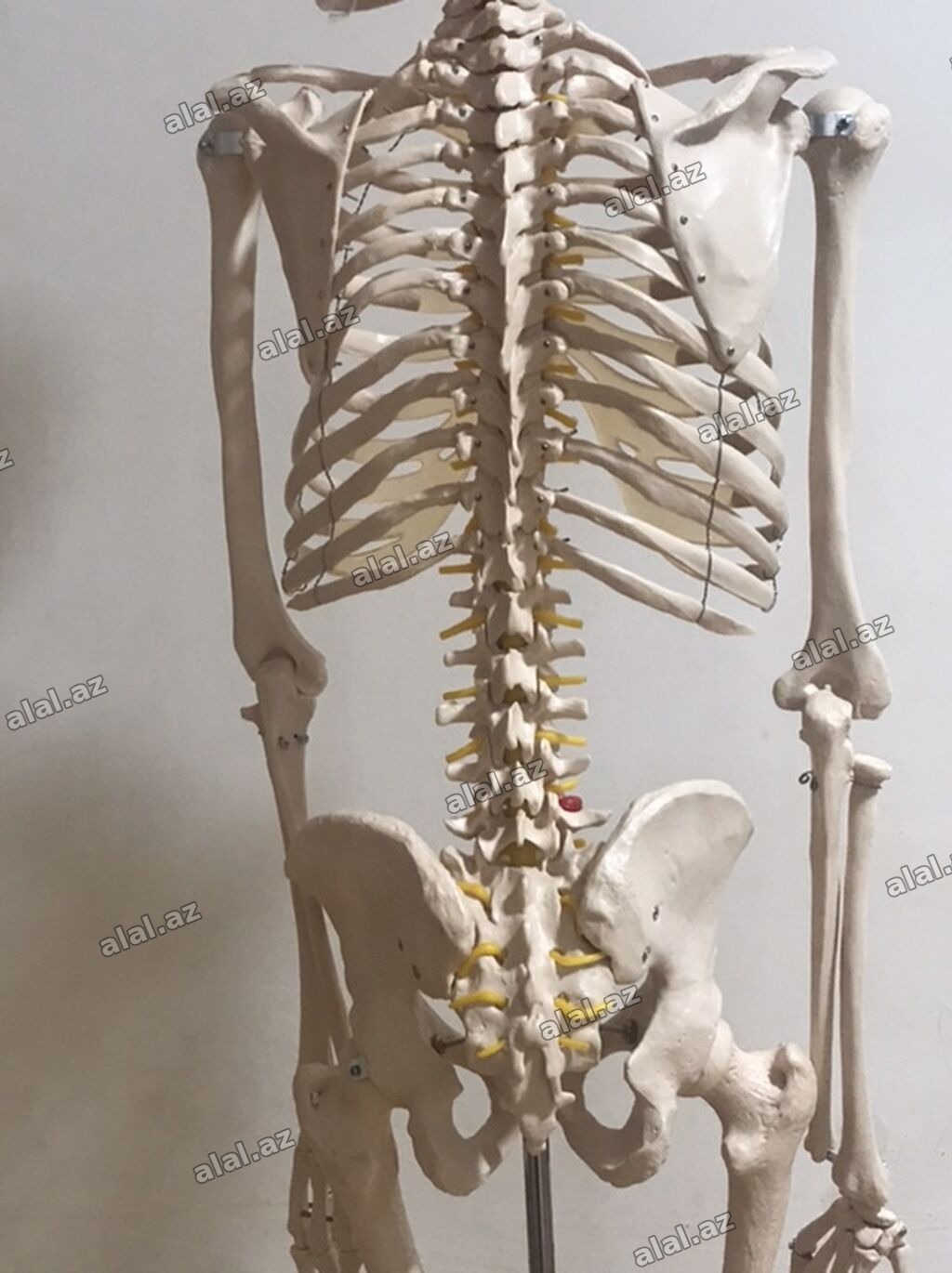 Viva Science tam ölçülü insan skeleti modeli - Brend: VIVA SCIENCE
