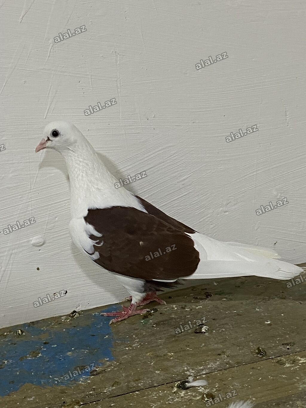 Qirmizi Çep Maya Budu Qirmizi Tam sağlam uçuş olan