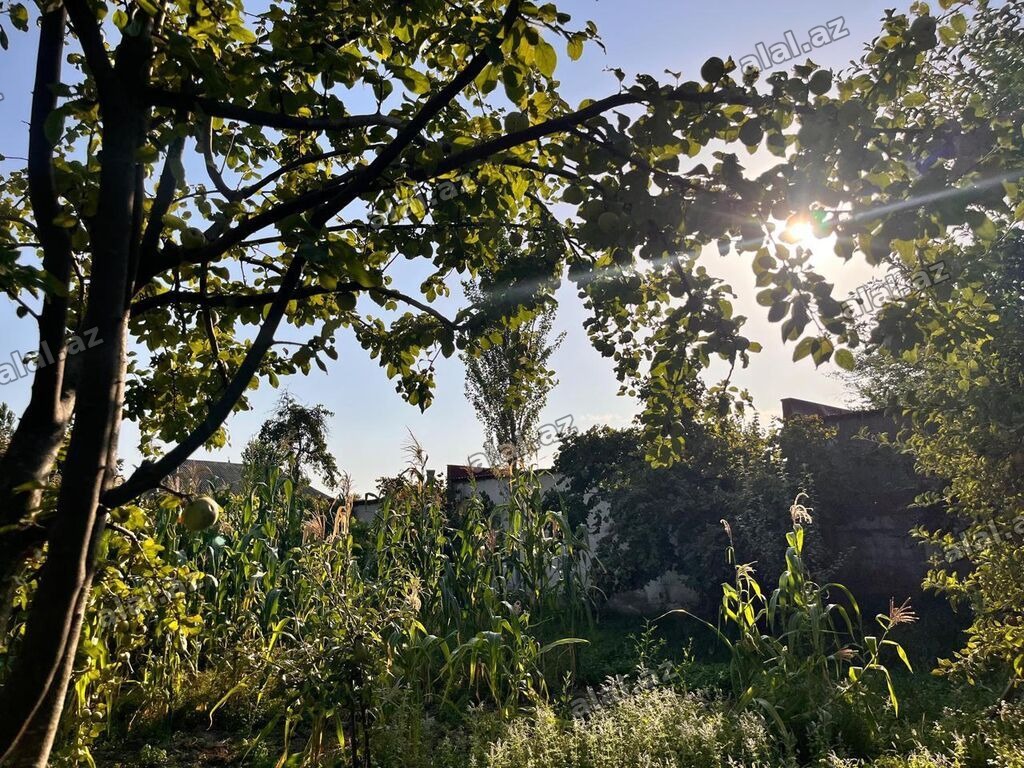 5 sot, Tikinti, Mülkiyyətçi, Kupça (Çıxarış)