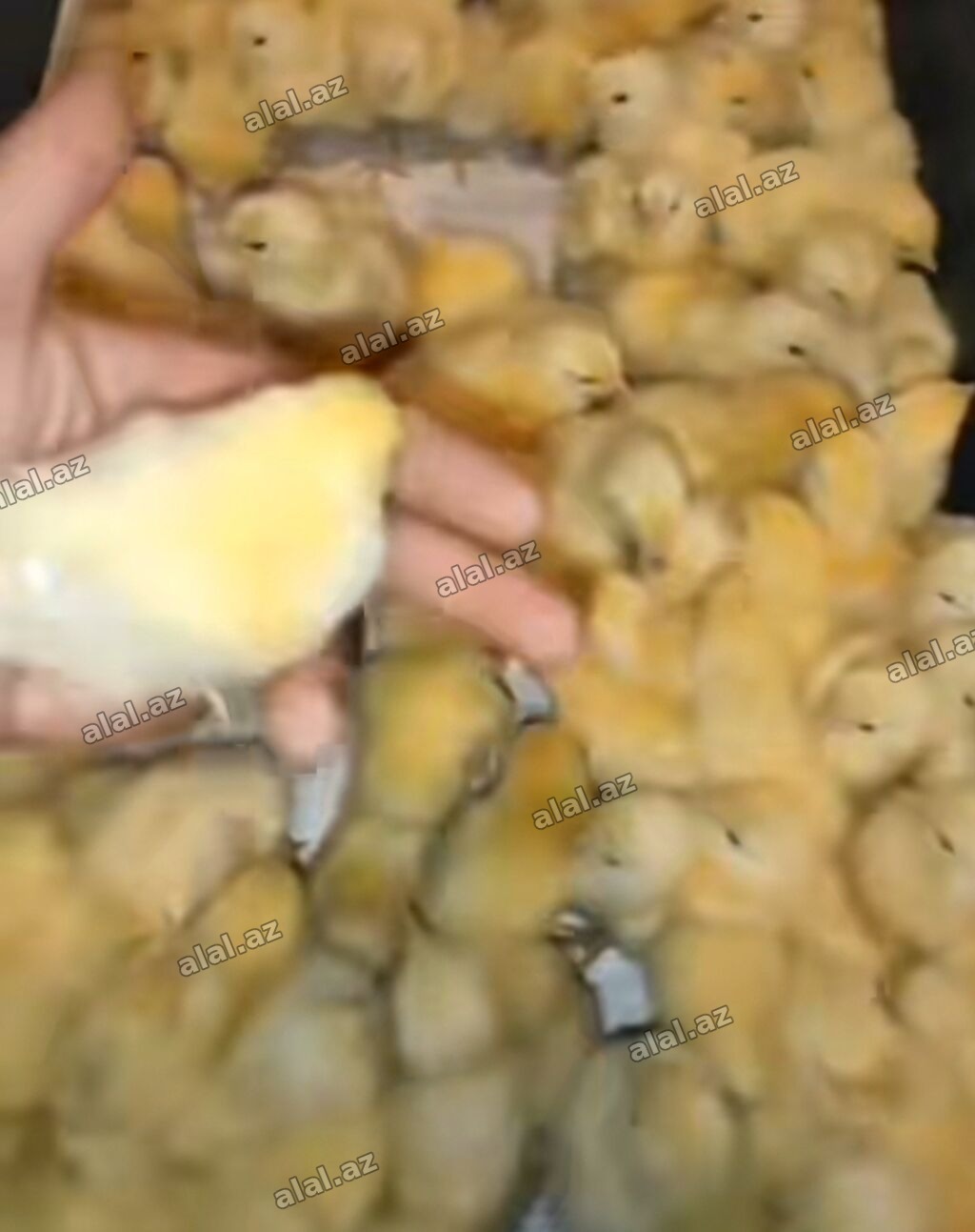 Toyuq cücələri, Ətlik, Pulsuz çatdırılma