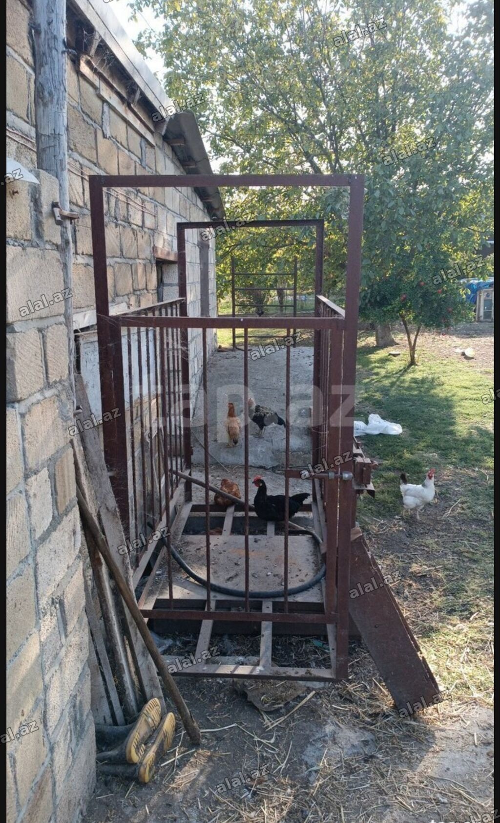 Metal mal və inək çəkmək üçün tərəzi - İstiqlal dəmirdən yığılmış