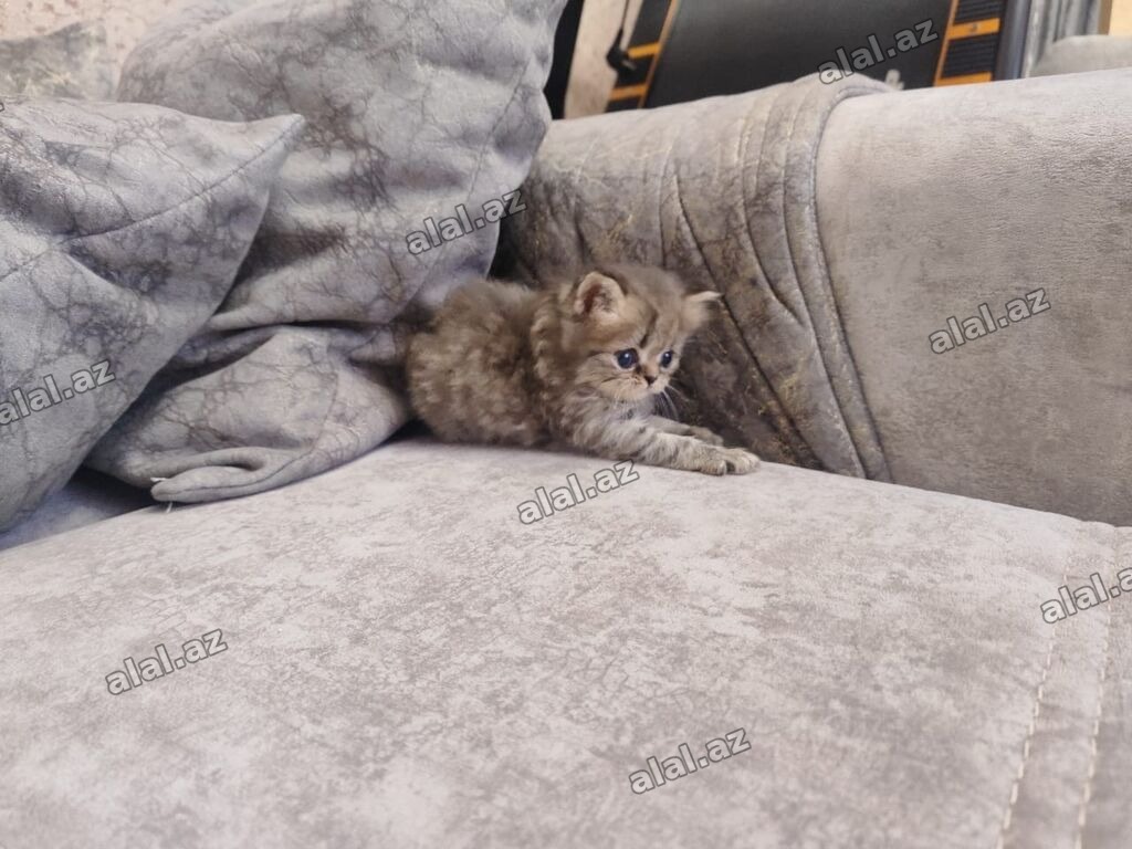 Şinşilla