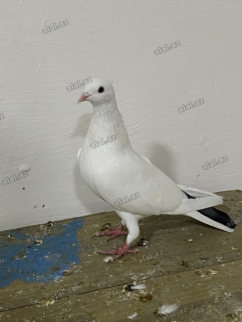 Gök quyruq