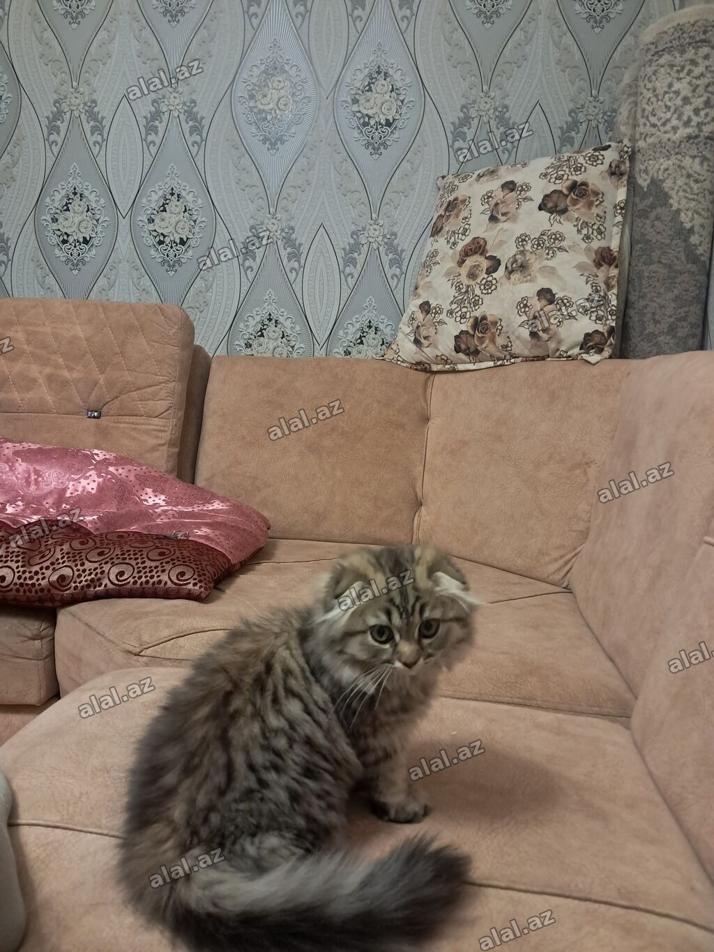 Şotland yastı qulaq