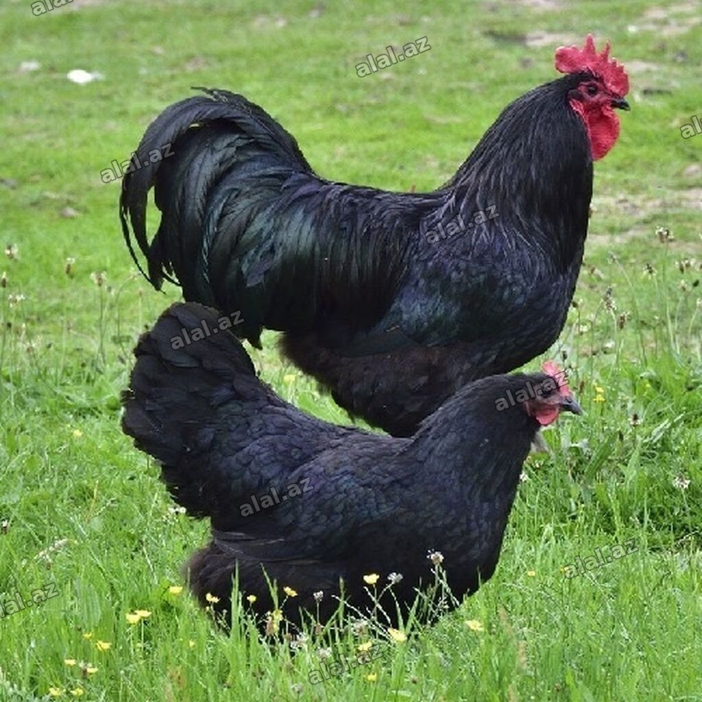 Toyuq, Australorp, Damazlıq, Ünvandan götürmə, Ödənişli çatdırılma, Rayonlara ça