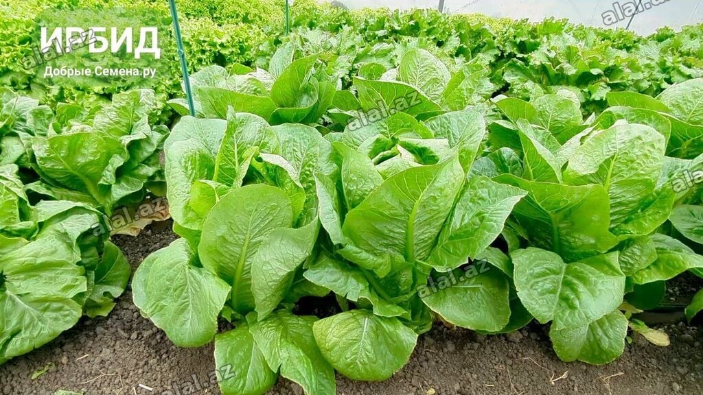 Satışda Romen kahı var