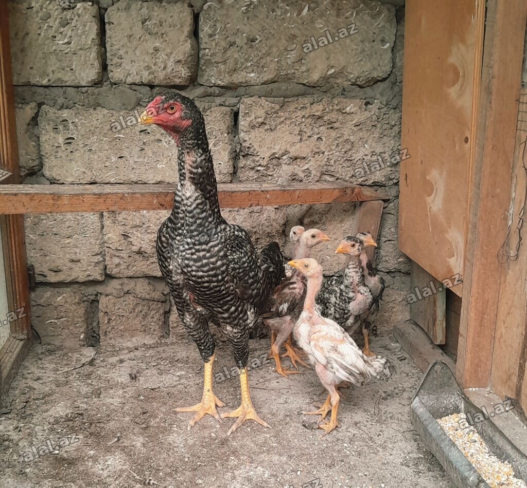 Heyratı ailəsi satılır. 1 ana 5 bala, ana 1yaş 5 aylıq, balalar 2