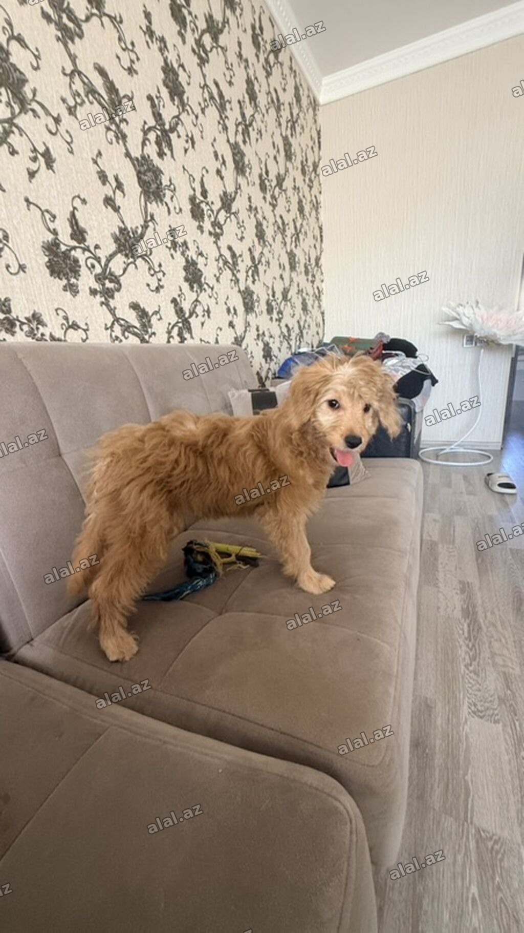 Pudel, 4 ay, Dişi, Sənədli, Pulsuz çatdırılma