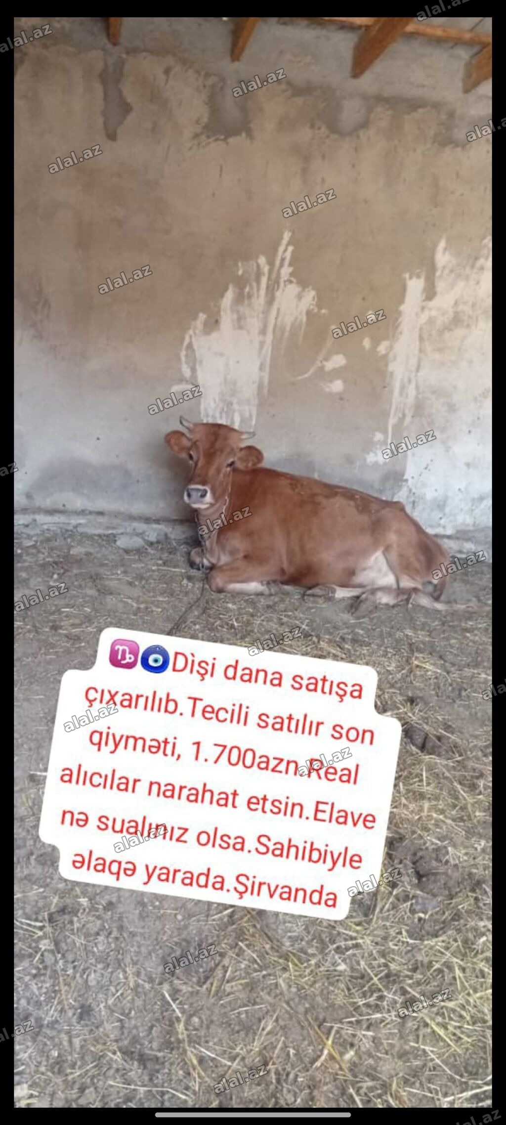 Məhsul: Dişi dana Təsvir: - Qəhvəyi rəngli dişi dana - Zəncirli