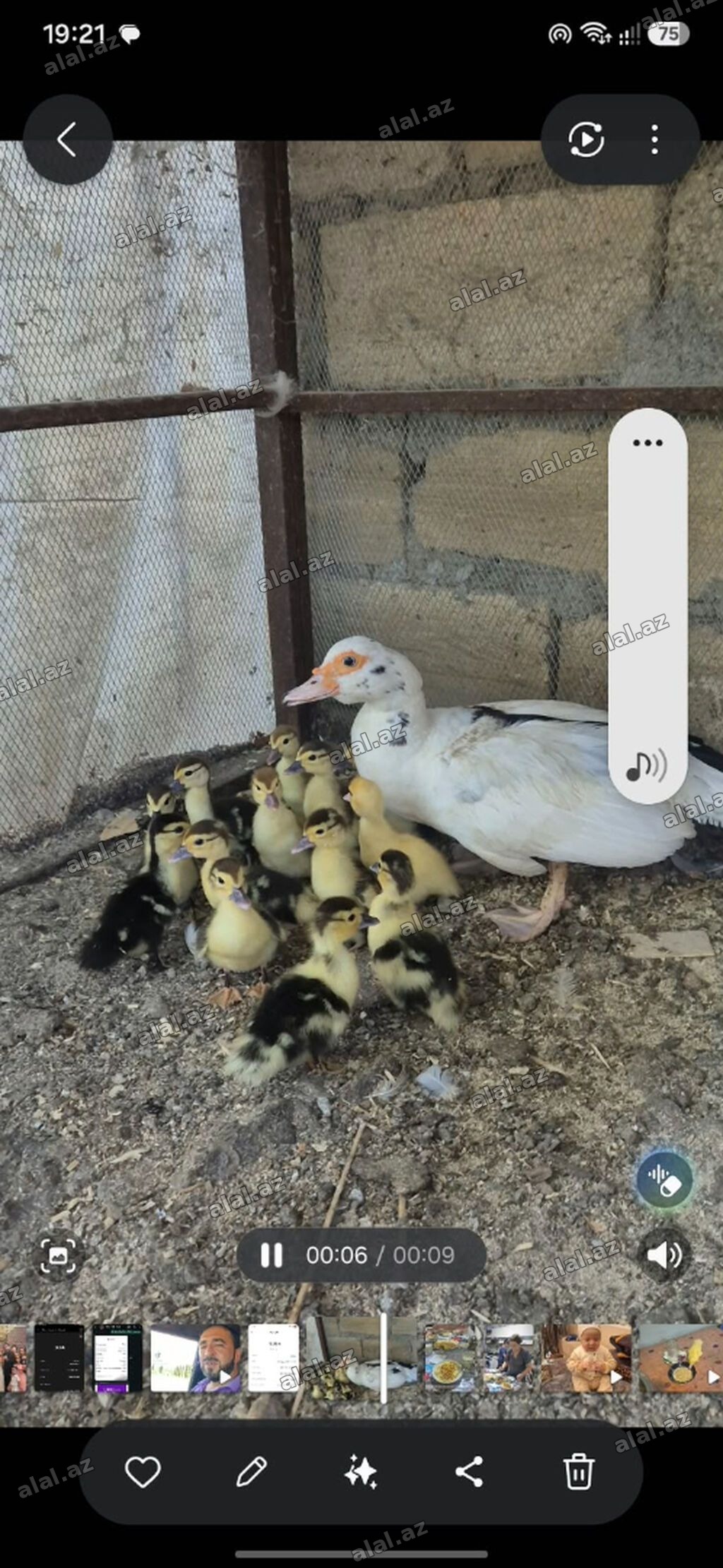 Lal ördək ana 20 azm + yal ördək balalar 1i*5 azm