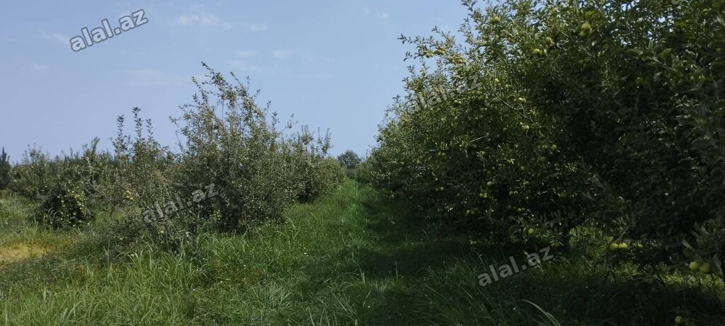 115 sot, Tikinti, Mülkiyyətçi, Kupça (Çıxarış)
