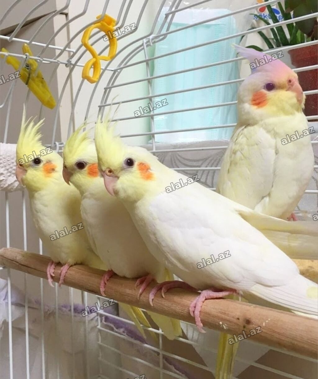 🦜 Salam! Hazır əl quşlarımız mövcuddur 🗣️ Danışdirmaq üçün Sultan